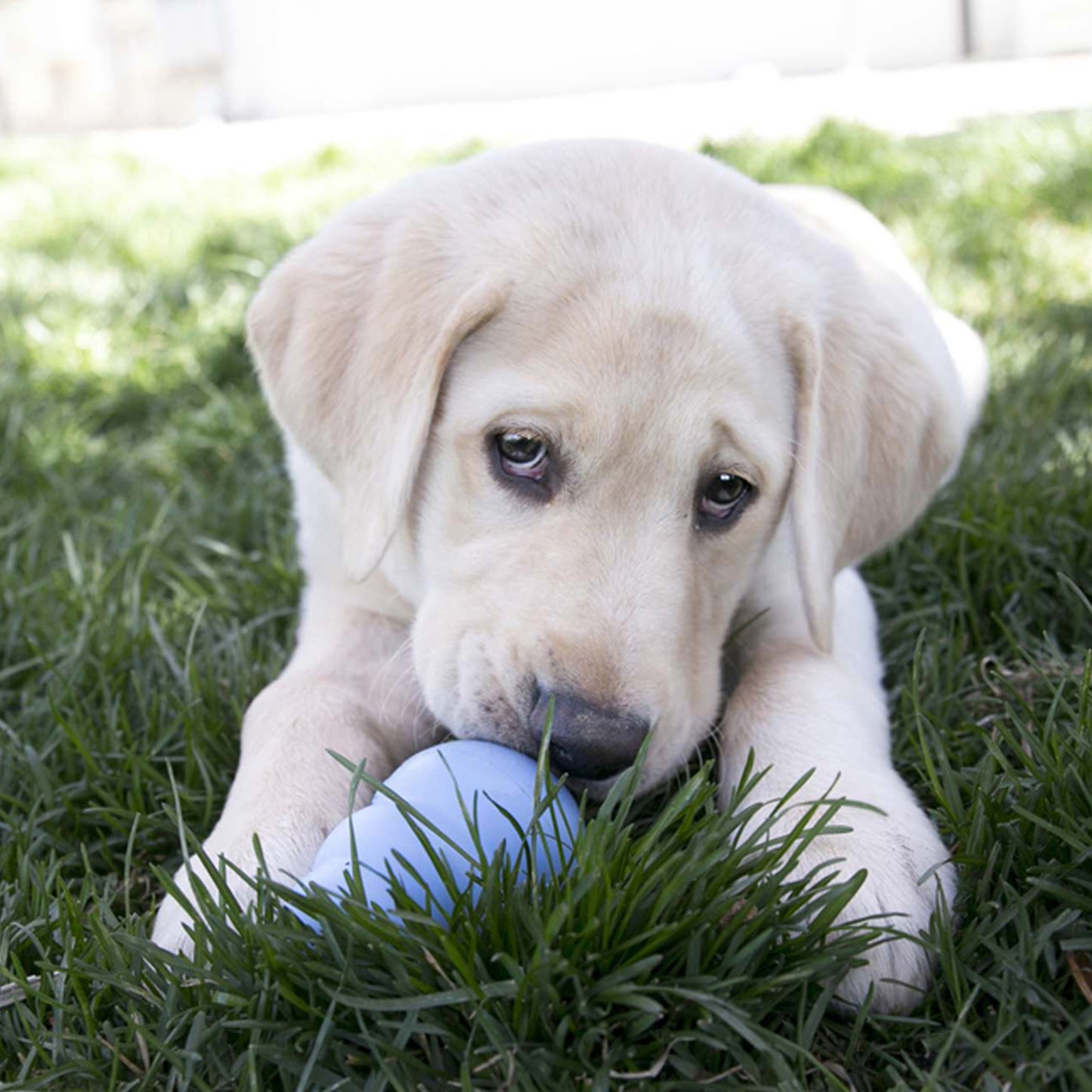White puppy using blue KONG Puppy