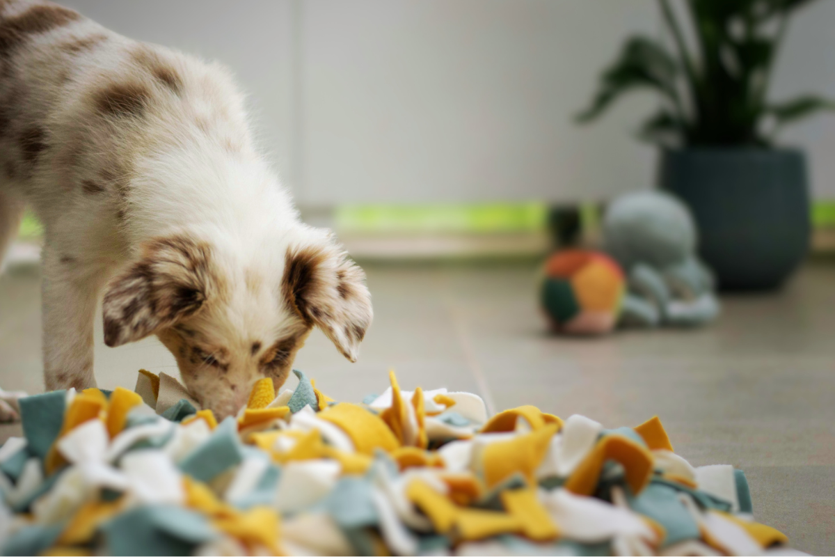 Medium Difficulty Dog Enrichment Toys