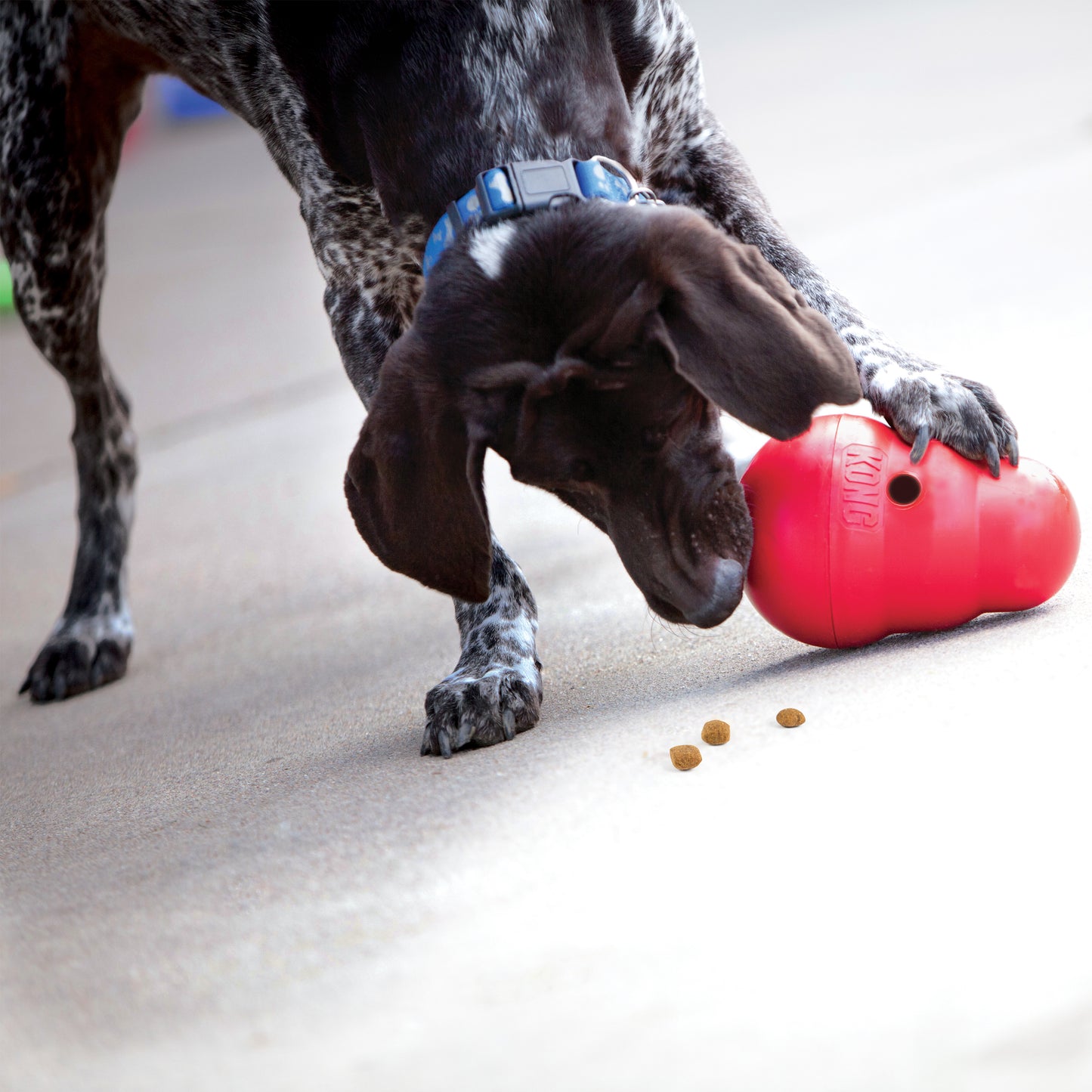 Large dog using KONG wobbler dog toy interactive food dispenser